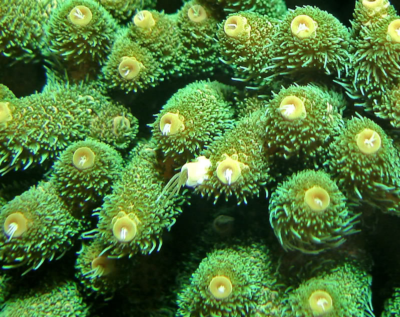 Акропора (Acropora) - Мелкополипные жёсткие кораллы - Морская живность ...